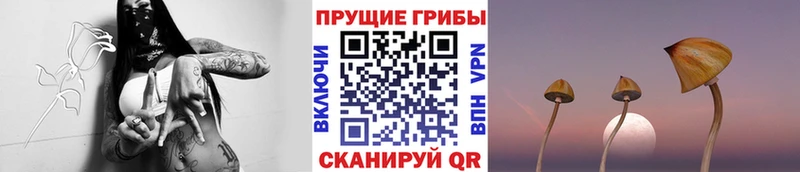 где купить наркоту  Мончегорск  Галлюциногенные грибы Psilocybine cubensis 
